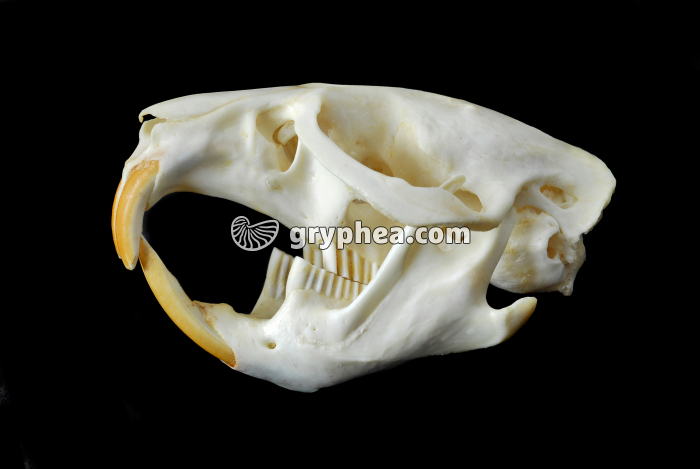 Crâne de Rat musqué (Ondatra zibethicus)  - gryphea.org